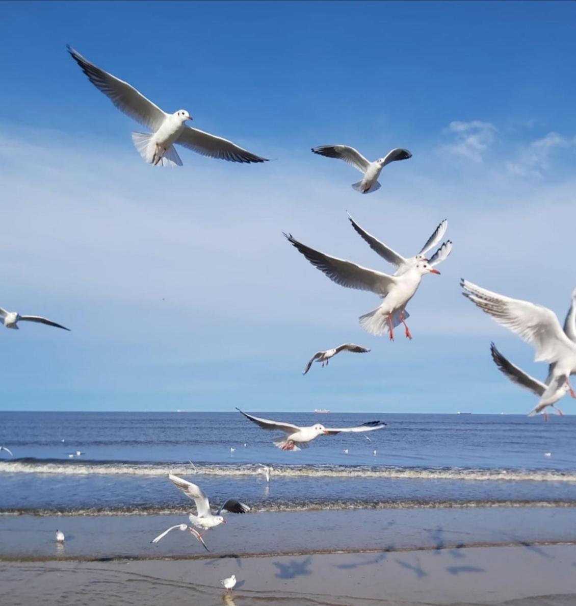 Lange Am Meer Херингсдорф Екстериор снимка